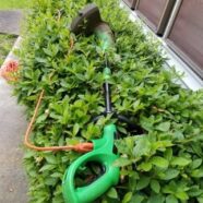 Hedge Trimming 101, DIY Widow