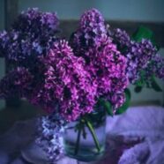 I Want to be Reminded of Lilacs