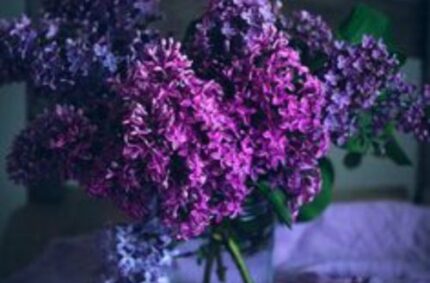 I Want to be Reminded of Lilacs