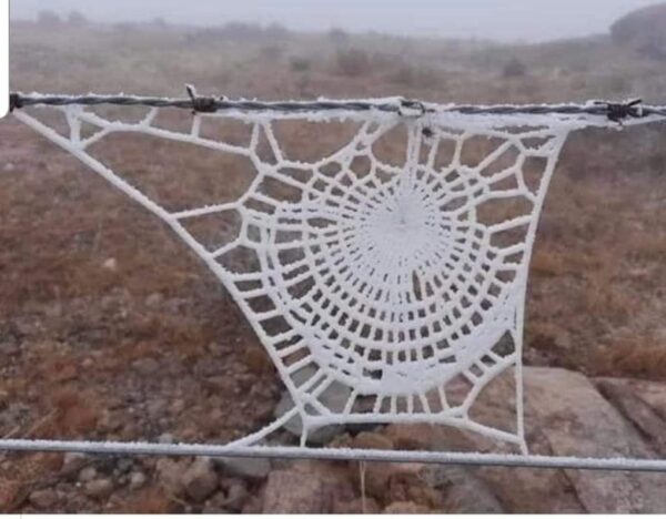 Spider web between two strands of barbed wirecovered with snow